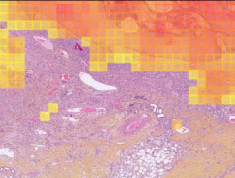 Primaa's Cleo Skin, is available for Pathflow